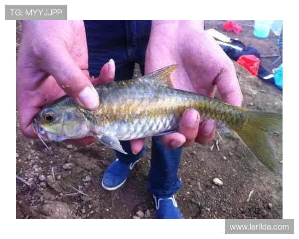 博鱼APP账号安全保护措施详解确保玩家个人信息安全